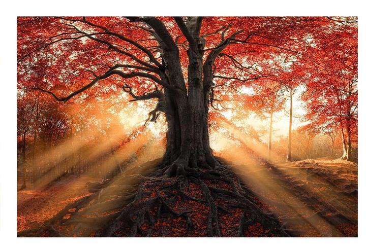 Glass Wall Art 60"x36" Fall Sunset Tree
