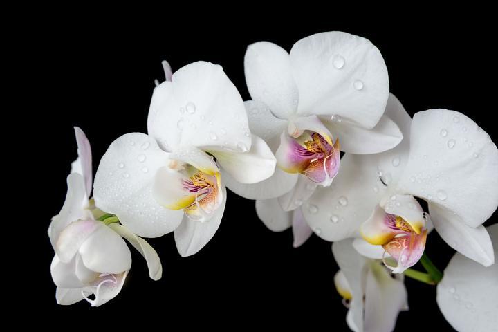 Glass Wall Art 60"x36" White Orchid