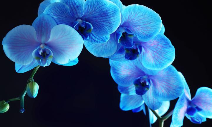 Glass Wall Art 60"x36" Blue Orchid