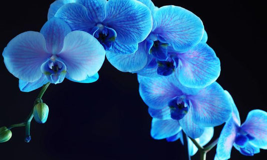 Glass Wall Art 60"x36" Blue Orchid