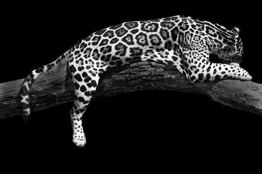 Glass Wall Art 60"x36" Cheetah Relaxing